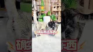 号称“真不卡粮”的自动喂食器！被我测翻车了？ #新手养猫 #养猫经验 #自动喂食器 #Hiigge雪仓喂食器 猫奴十三