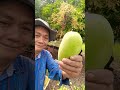 สายรุ้งอาข่า มะม่วงเปรี้ยว ลิปซิงค์ สาวดอย ตลกขำๆ shortvideo funny