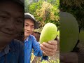 สายรุ้งอาข่า มะม่วงเปรี้ยว ลิปซิงค์ สาวดอย ตลกขำๆ shortvideo funny