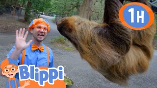 Blippi Visits Wildlife Park -Wolves & Other Animals | Animals for Kids | Learn about Animals