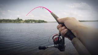 NEVER Buy Live Bait Again (Tips + Tricks)
