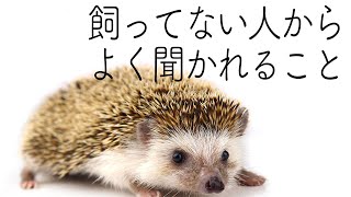 ハリネズミを飼っているとよく聞かれる質問まとめ　針はウニ以上栗未満