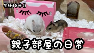 ハムスター親子の日常【ジャンガリアン】