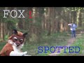 A shy fox has been spotted in the forest....