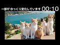 【猫アハ体験】楽しく脳トレ｜認知症予防｜動物ひらめきクイズ｜ねこ好き