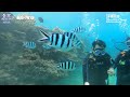 【 沖繩潛點 okinawa dive site】沖繩名護著名潛水地點 gorilla chop 微距攝影 天堂 macro diving 比卡超 海兔