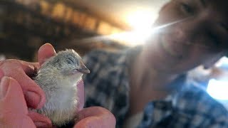 Behind the scenes of a HATCHERY | 2018 Heartland Hatchery Tour