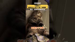 猫咪沉浸式跳“新疆舞” ，网友感叹：这脖子比我还灵活！  #猫咪 #萌宠成精了