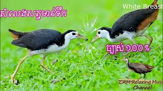 Relaxing សំលេងសត្វមាន់ទឹក ១០០% ⧸ White Breasted Waterhen 100% ⧸ ນ້ຳເຕົ້ານົມສີຂາວ 100⧸ นกกระเต็นอกขาว