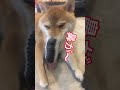 なんか大変なことになった柴犬 柴犬 犬 ai shorts shibainu