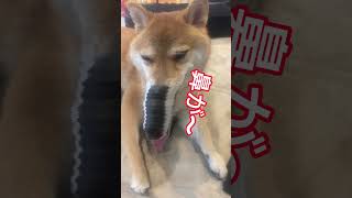 なんか大変なことになった柴犬 #柴犬 #犬 #ai #shorts  #shibainu