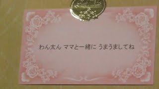 老犬の介護で動物病院でもやらないこと 寝たきり柴犬わん太さん急変当日の吸引