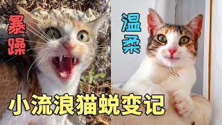 不好惹的流浪猫，拖着伤腿狂奔几十米，相处后才发现它有多温柔