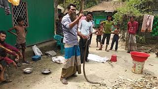 দেখুন গ্রামের মানুষ কিভাবে সাপ ধরে // Snake Uniting In the Village in Bangladesh