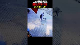 この野良犬は、誰もがすべきことをした