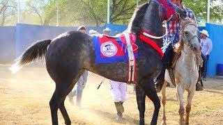 CARRERAS DE CABALLOS*RAYO DE JALISCO VS TILAPIA