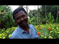 കാട്ടാക്കടയിലെ പൂകൃഷി വൻ വിജയം flower culture in kattakada thiruvananthapuram