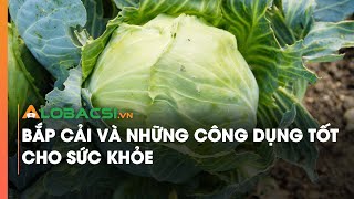 Bắp cải và những công dụng tốt cho sức khỏe