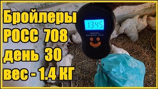 Выращивание бройлеров  РОСС  - 708 день 30 вес 1,4 кг