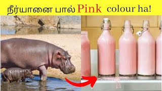 நீர்யானைக்கு தண்ணீல நீந்த தெரியாதா? _Facts and information_Facts in minutes_ minutes mystery #Shorts