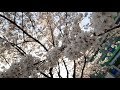 spring is here cherry blossoms in korea 🇰🇷 봄이 왔어요 cherryblossoms 벚꽃 korea 한국