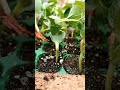 Watermelon Grafting Techniques #satisfying #short