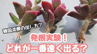 【韓国】【多肉植物】発根実験！どれが一番早く出る？韓国農園さんがやっていたことを我が家もやってみた！【韓国苗】