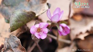 【旬景とやま】二上山 早春の色