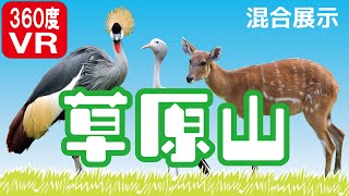 【360°VR映像】のんびり草原山【千葉市動物公園公式】