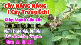 Cây Nàng Nàng - Cây Trứng Ếch Bài Thuốc Chữa Bế kinh, Kiện Tinh, Mạnh Xương