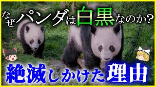 【ゆっくり生物解説】何故白黒なのか？絶滅危惧種にもなった「パンダ」の希少な生態を解説/寿命や繁殖…意外と知らないパンダの素顔