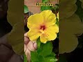 yellow flower mandaram harvesting mygarden shorts