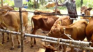 Calf rally video (APLDA)