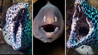 The spotted moray stays still for cleaning, while white-eyed morays hunt on their morning run.