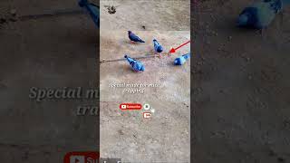 Pigeon trap || bird trap || #birdtrap|| bird catching #shorts #youtubeshorts #ytshorts