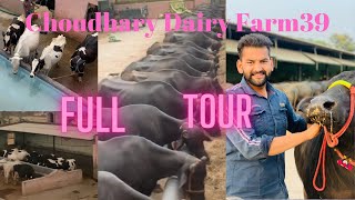 CHOUDHARY DAIRY FARM FULL TOUR || CHOUDHARYFARM39