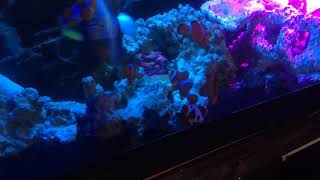 海水魚水槽🐠海水魚と混泳♫ダイヤモンドバックテラピン🐢♫