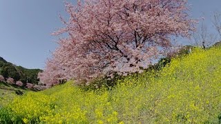 [ 4K Ultra HD ]早咲き桜 \