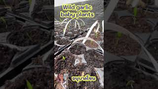 ผักป่าเดนมาร์ก ต้นกล้ากระเทียมป่า เป็นอย่างไร รีบมาดูกันค่ะ Wild garlic baby plants Ramsløg #shorts