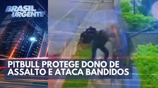 Pitbull protege dono de assalto e ataca bandidos | Brasil Urgente