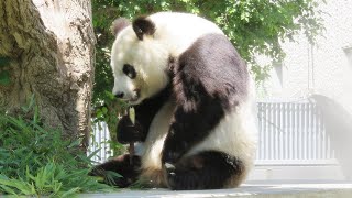 【王子動物園】お水を飲んで、食事の時間🎵 やぐらの上でニンジンを竹を食べるタンタン🐼