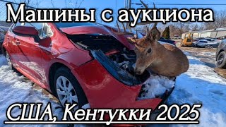 Работа и жизнь в Америке 2025. Зима в Кентукки. Ремонт машин. Олени на дорогах. Полет дрона.