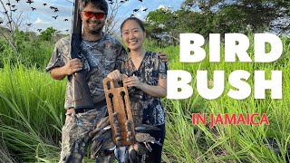 Bird Bush: Jamaica’s Bird Hunting Season Begins | 6-Week Vlog Adventure