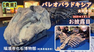 パレオパラドキシア全身骨格化石（実物）、組み立て～展示【瑞浪市化石博物館（岐阜県）】#化石 #fossil #展示会 #岐阜