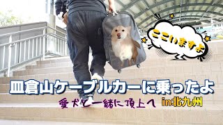 【犬と旅】うちの子皿倉山ケーブルカーに乗る！山頂絶景にびっくり