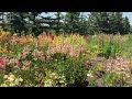 martagon lilies in our field