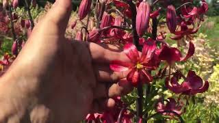 Martagon Lilies in our field