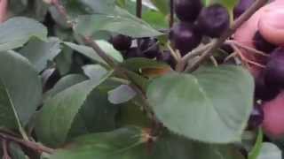 Aronia ORIGINAL Experten - So erkennen Sie reife Aroniabeeren!