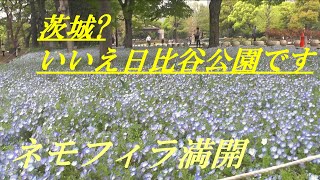 茨城？　いいえ日比谷公園です　ネモフィラ満開