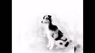 隕石邊牧 Border Collie｜Digital Chinese painting |  水墨畫  | iPad Procreate